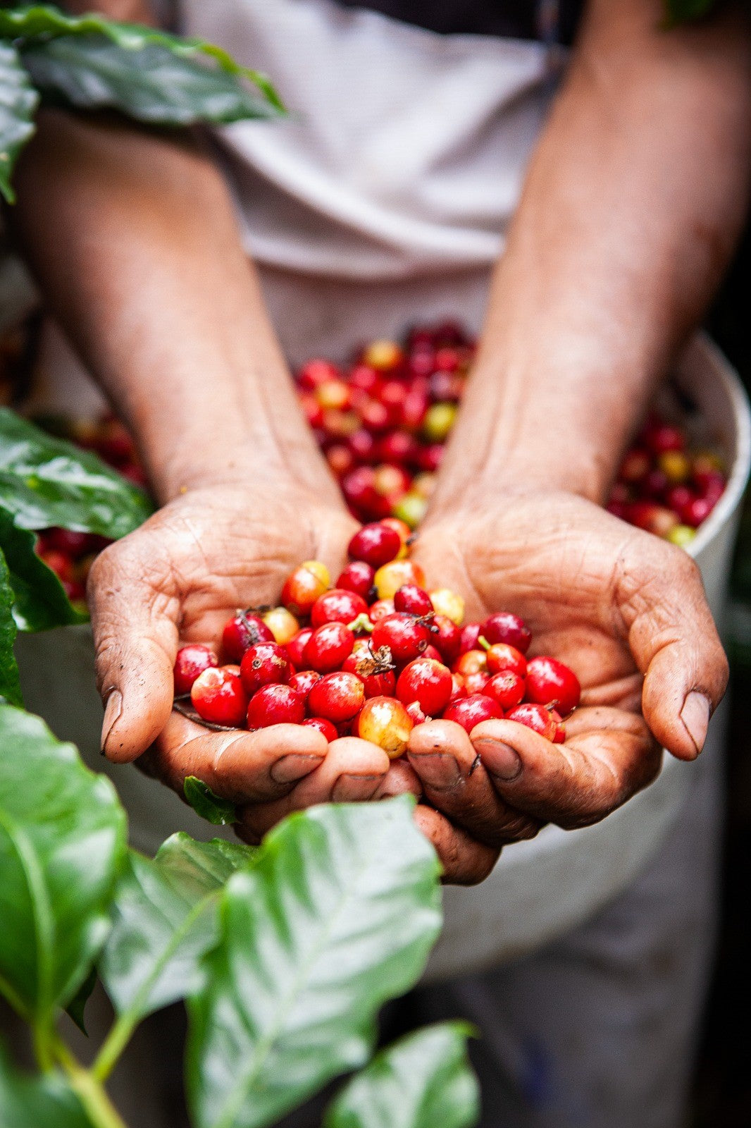 Peru - El Santuario (Bio)